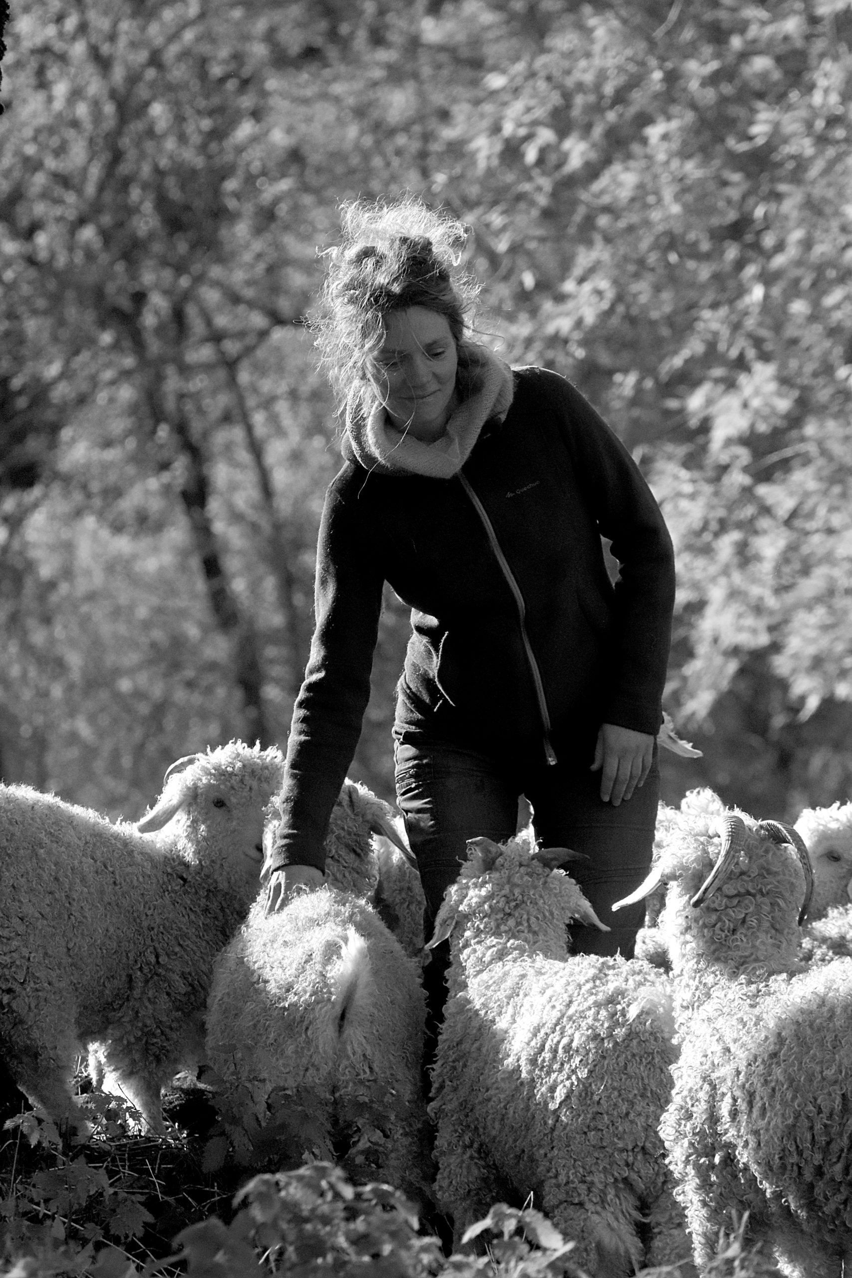 photo en noir et blanc, chevrière au milieu de ses chèvres