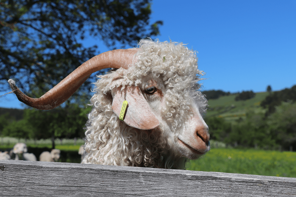 tête d'un bouc angora en gros plan de profil